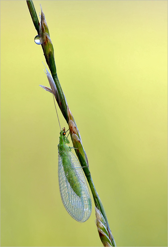 Florfliege im Morgentau