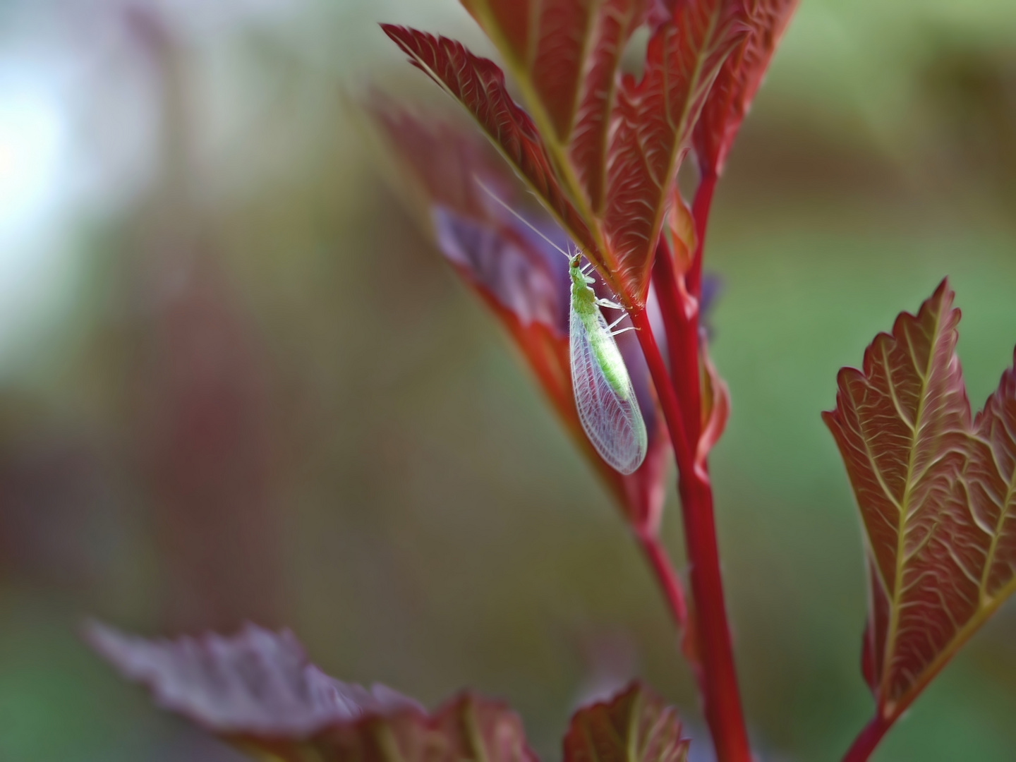 Florfliege in meinem Garten 