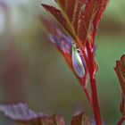 Florfliege in meinem Garten 