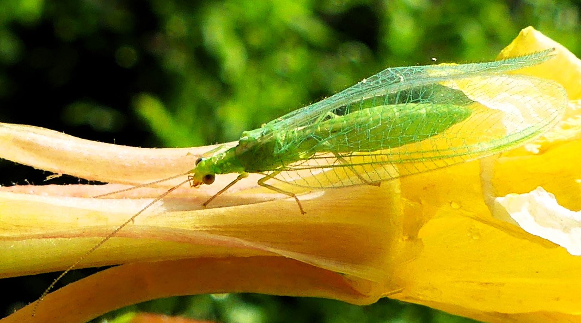 Florfliege mit durchsichtigen Flügeln