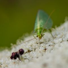 Florfliege, Portrait bei Pflege