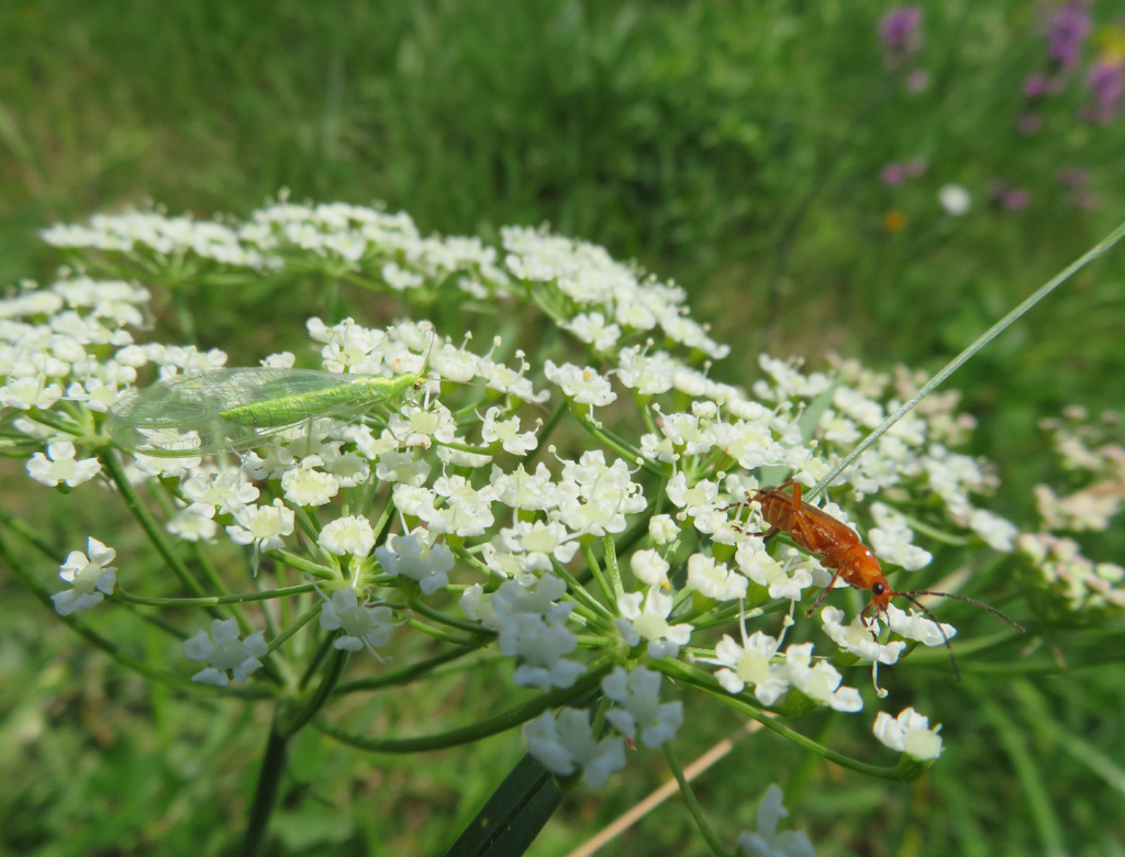  Florfliege  und Weichkäfer