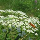  Florfliege  und Weichkäfer