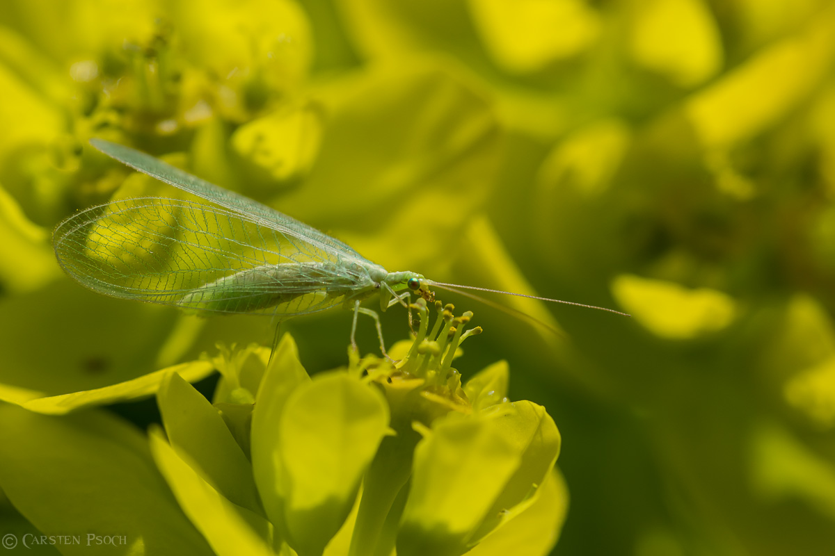 Florfliegen (Chrysopidae)