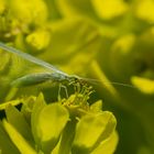 Florfliegen (Chrysopidae)