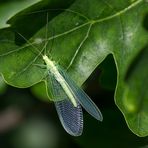  Florfliegen (Chrysopidae)