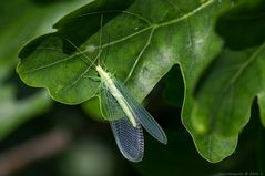  Florfliegen (Chrysopidae)