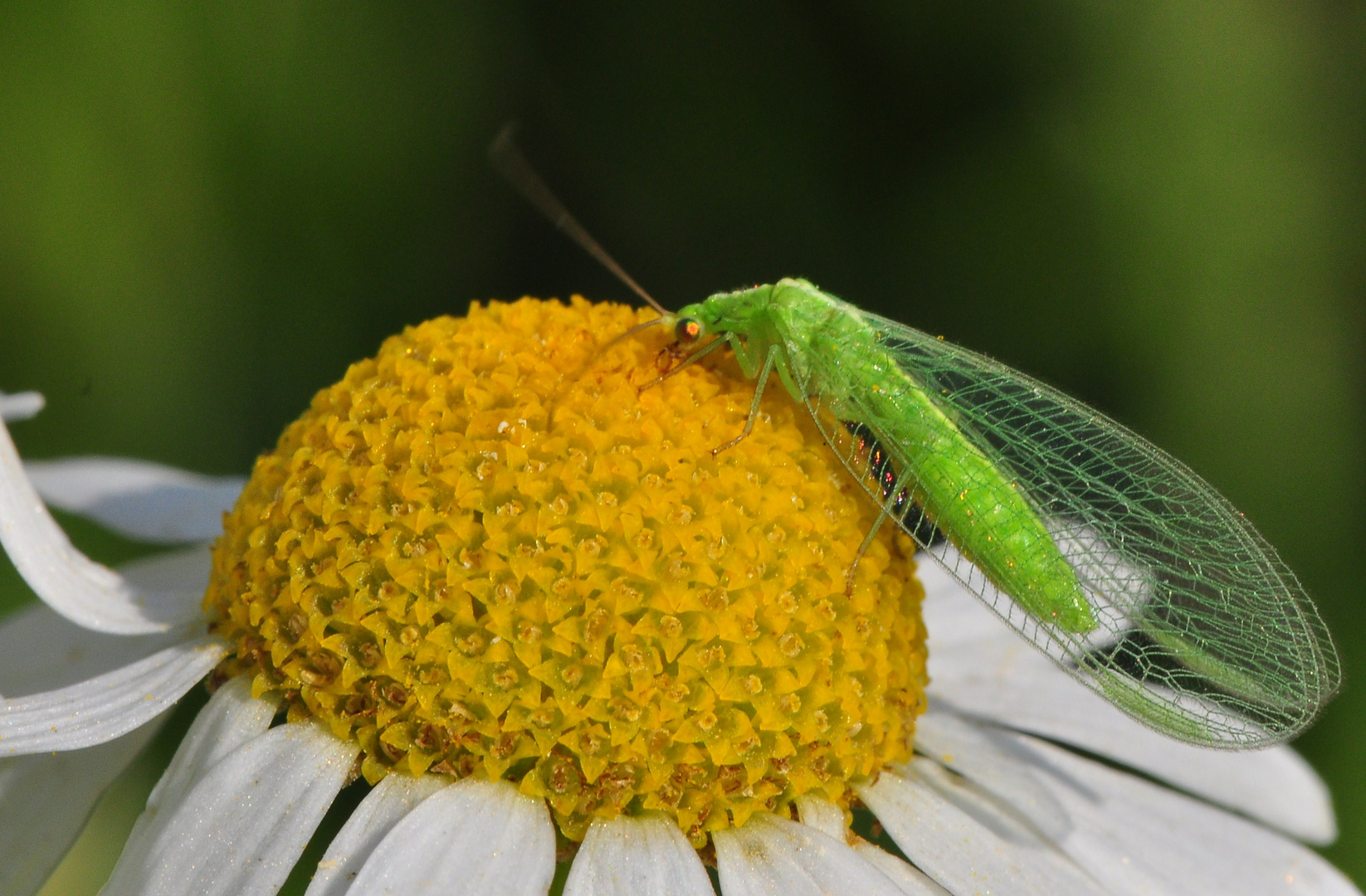 Florfliegen sind auch .......28)