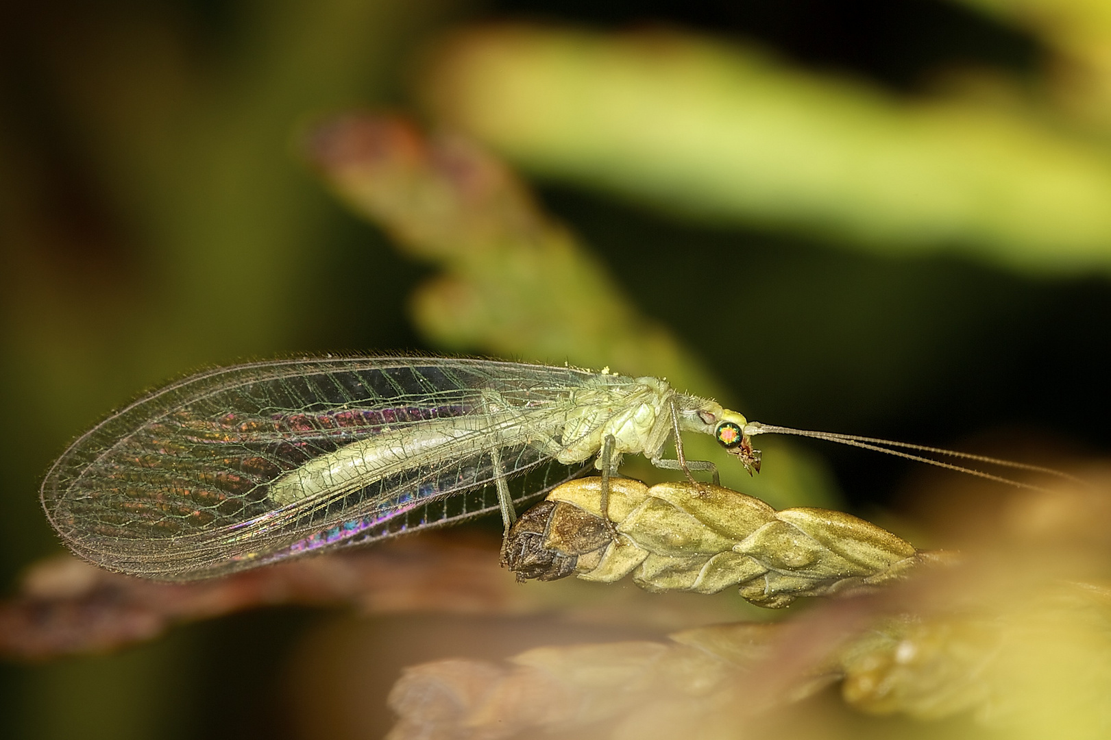 Florfliegen sind schon elegante Insekten!