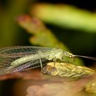 Florfliegen sind schon elegante Insekten!