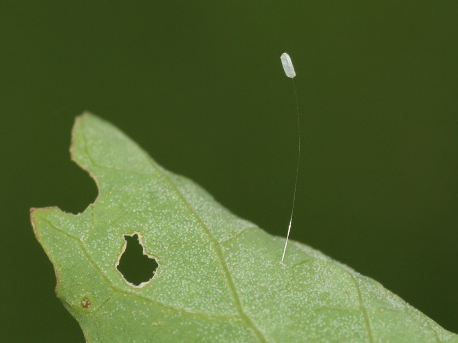 Florfliegenei