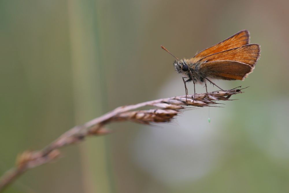 Florfliegenei und Dickkopffalter