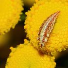 FLORFLIEGENLARVE: KLEIN WIE EIN GÜRKCHEN, BISSIG WIE EIN TIGER