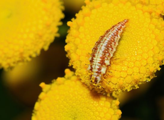 FLORFLIEGENLARVE: KLEIN WIE EIN GÜRKCHEN, BISSIG WIE EIN TIGER