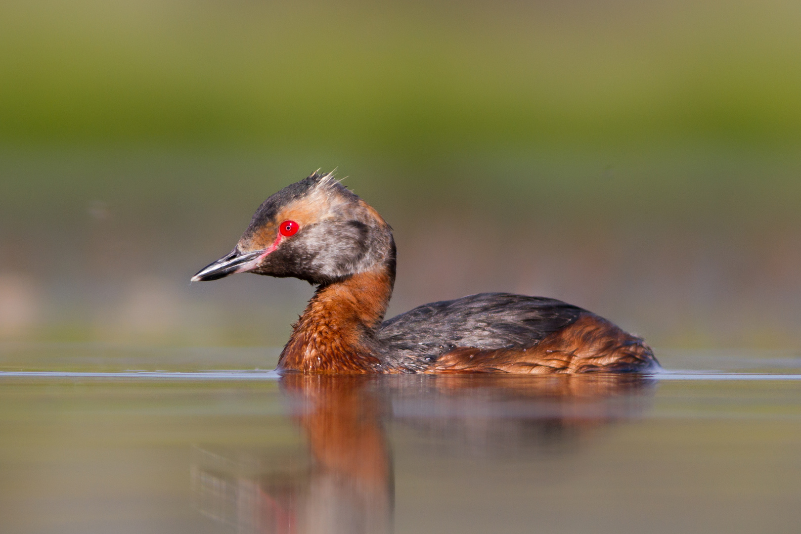 Flórgoði - Slavonian Grebe - Podiceps auritus