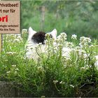 Flori im Blumenbeet - 2