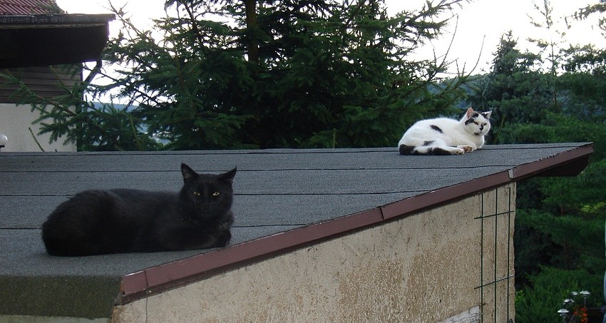 Flori und Kerbi auf dem Schuppendach