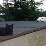 Flori und Kerbi auf dem Schuppendach