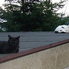Flori und Kerbi auf dem Schuppendach