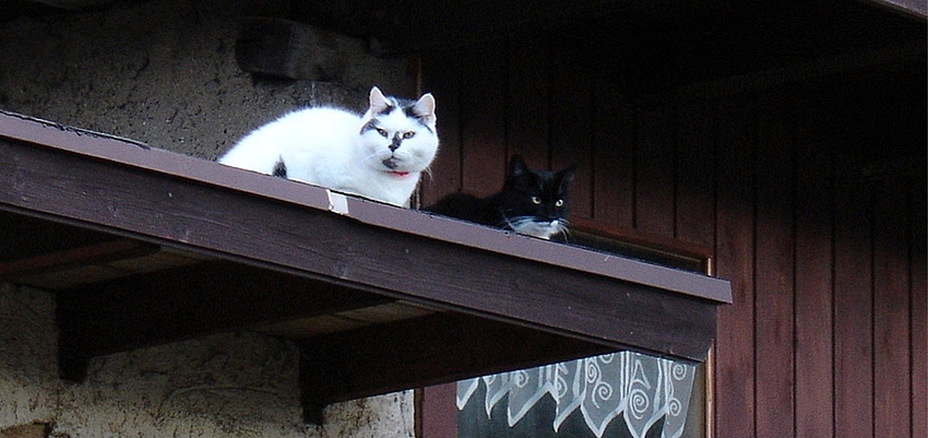 Flori und Micky auf dem Schuppendach