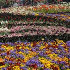 Floriade # 2