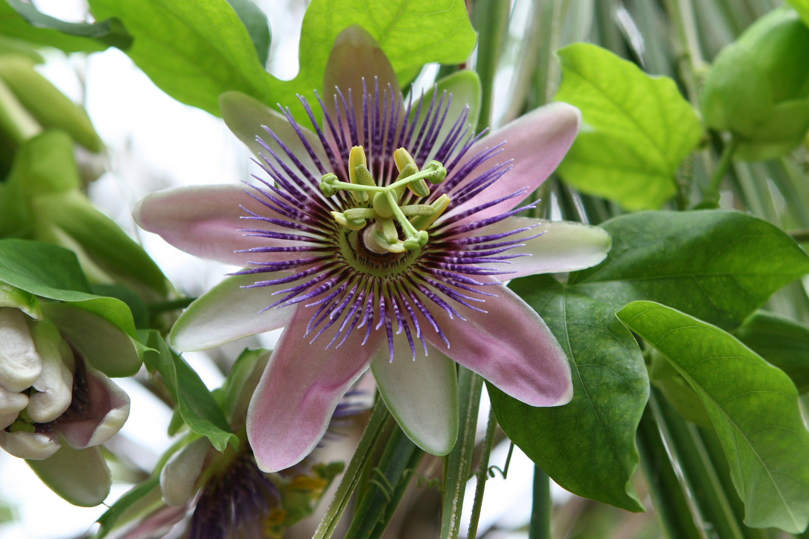 Floriade 2012