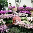 Floriade 2012 - Orchideen-Pracht