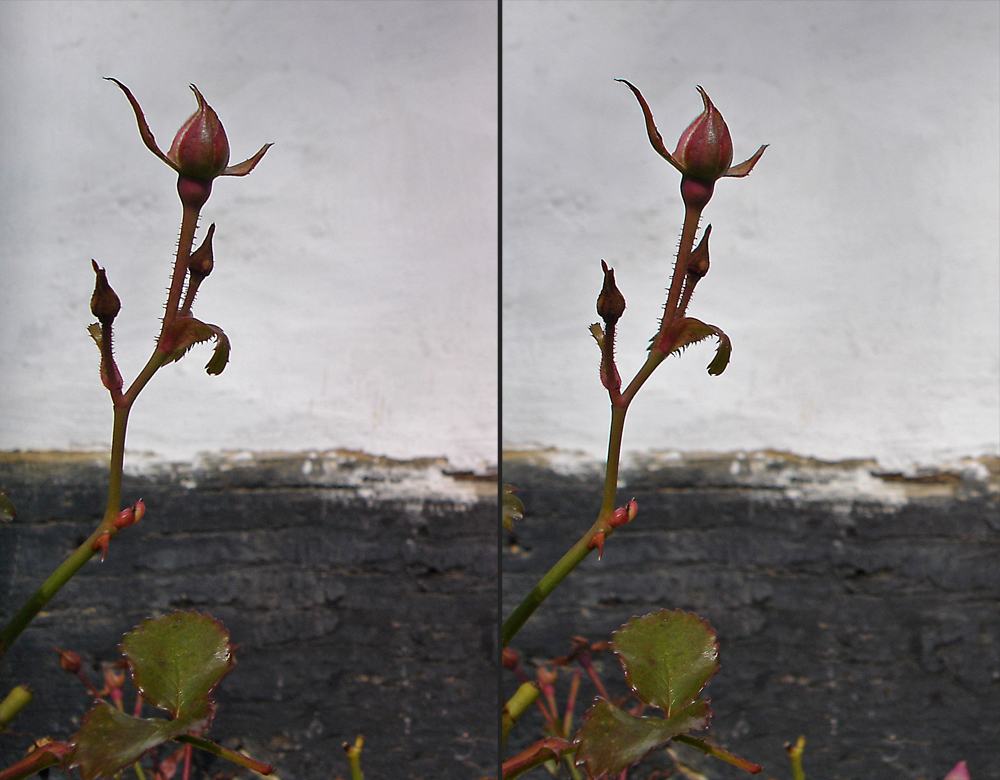 Floribunda (?) vor Fachwerk