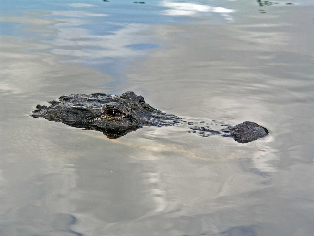 Florida Alligator