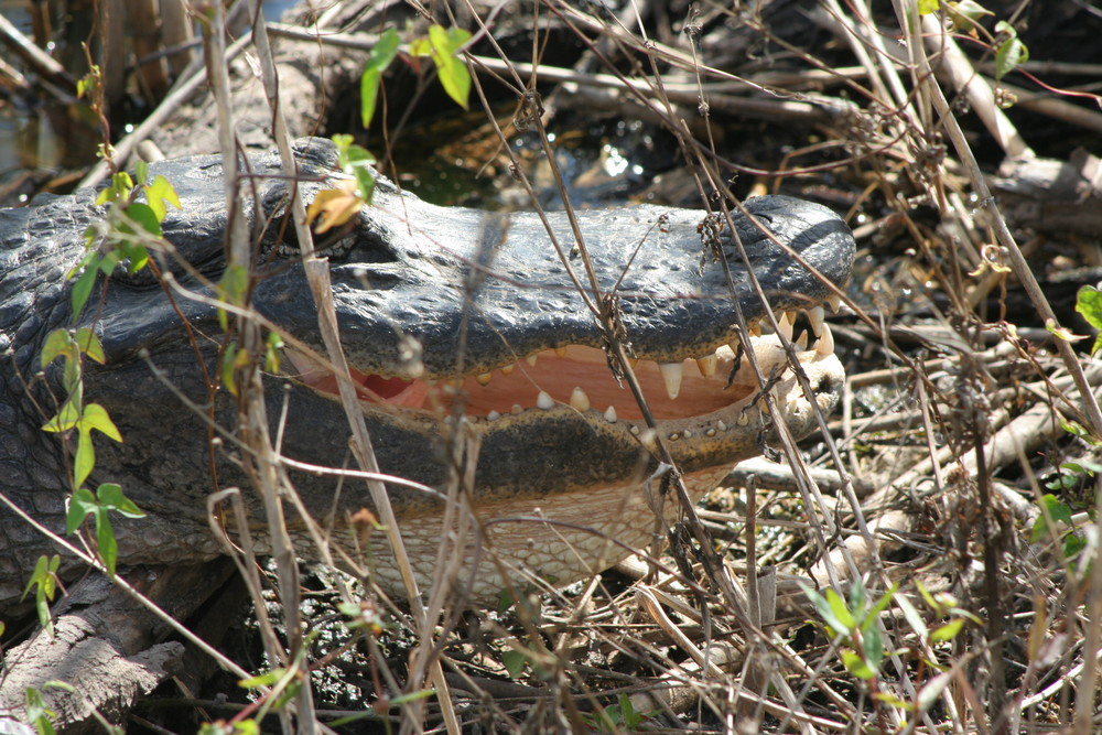 Florida Alligator im Everglade N.P.