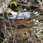 Florida Alligator im Everglade N.P.