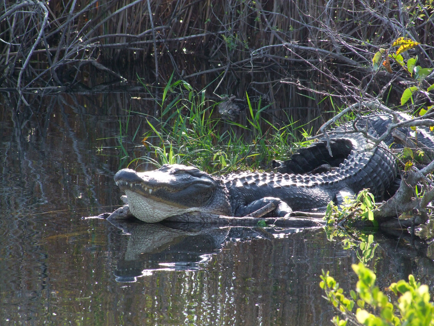 Florida-Alligator in den Everglades