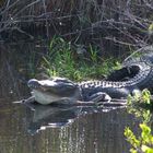 Florida-Alligator in den Everglades