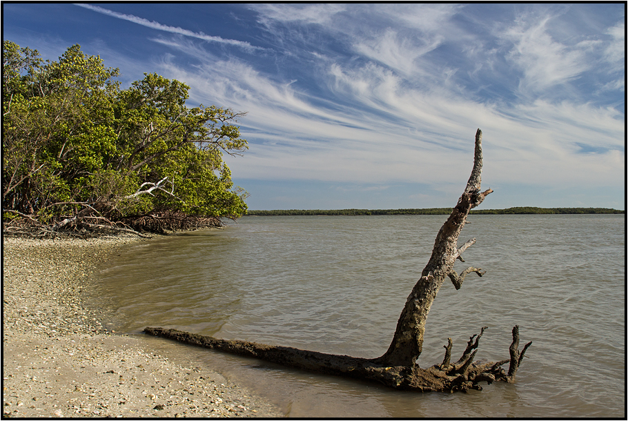 Florida | alligators paradise |