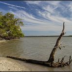 Florida | alligators paradise |