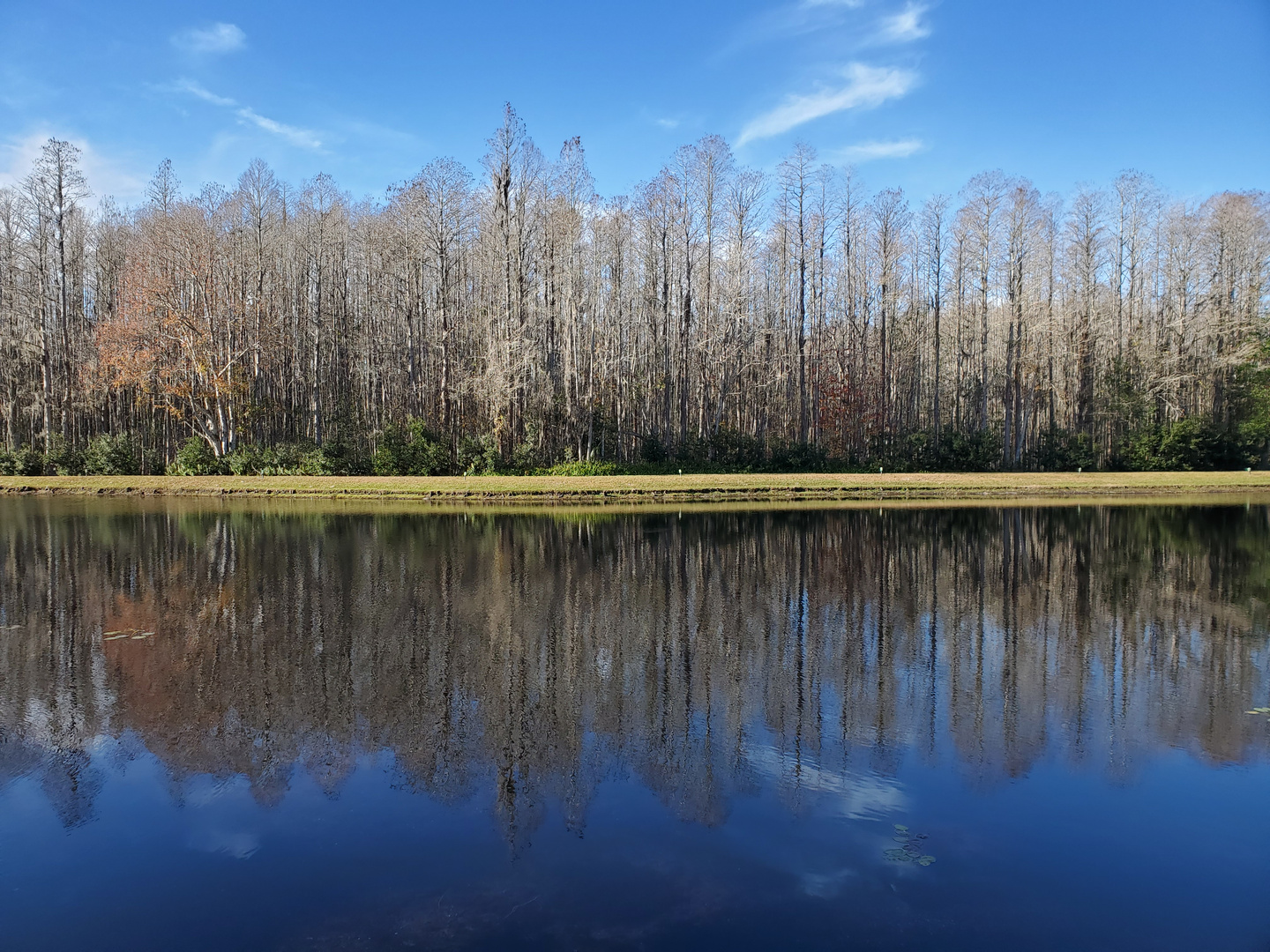 Florida beauty 