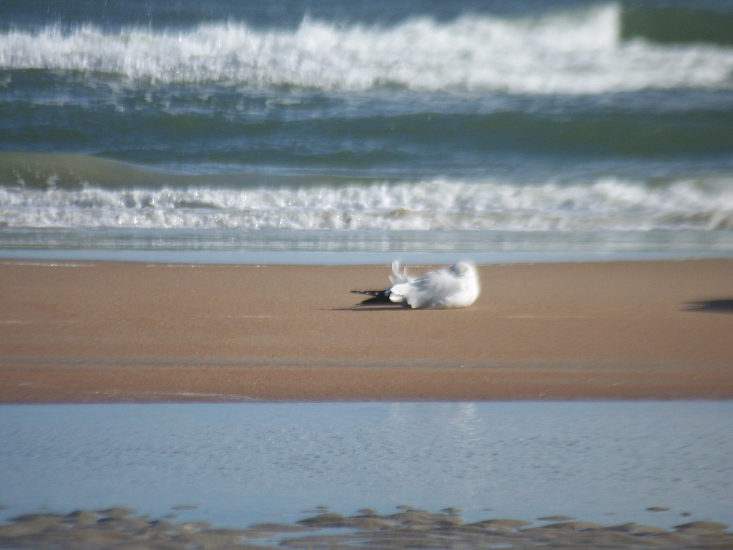 Florida Daytonabeach