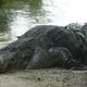 Florida Everglades