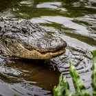 Florida - Gatorland