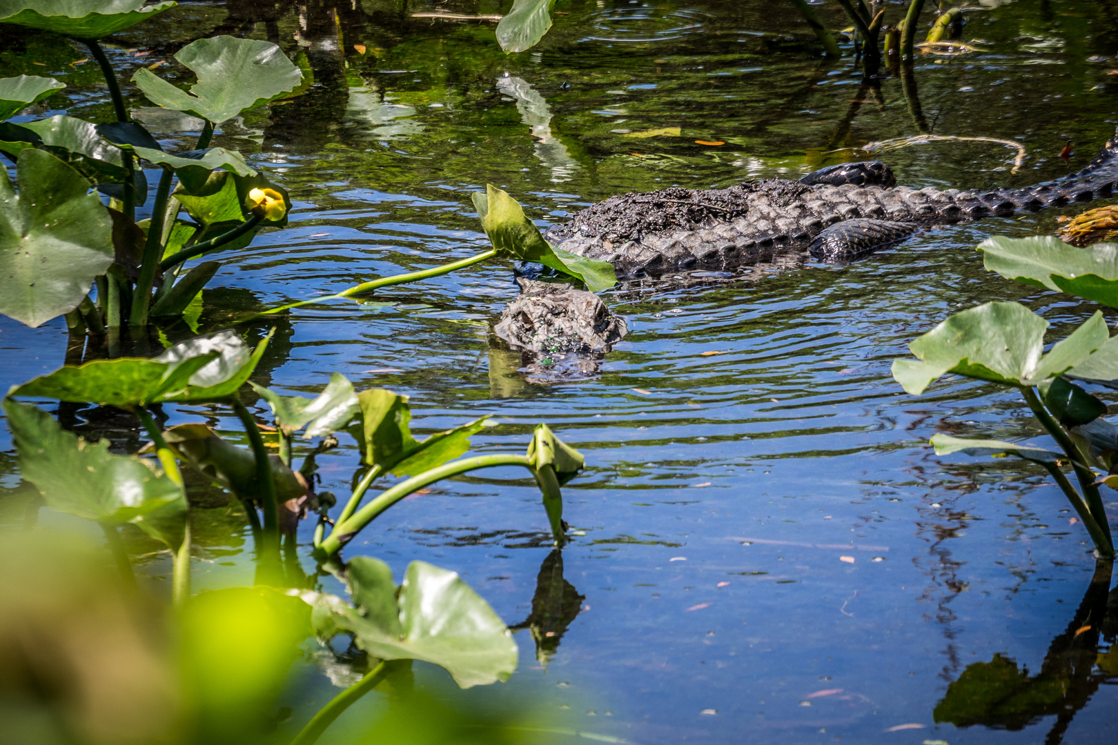 Florida - Gatorland