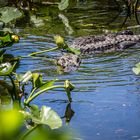 Florida - Gatorland