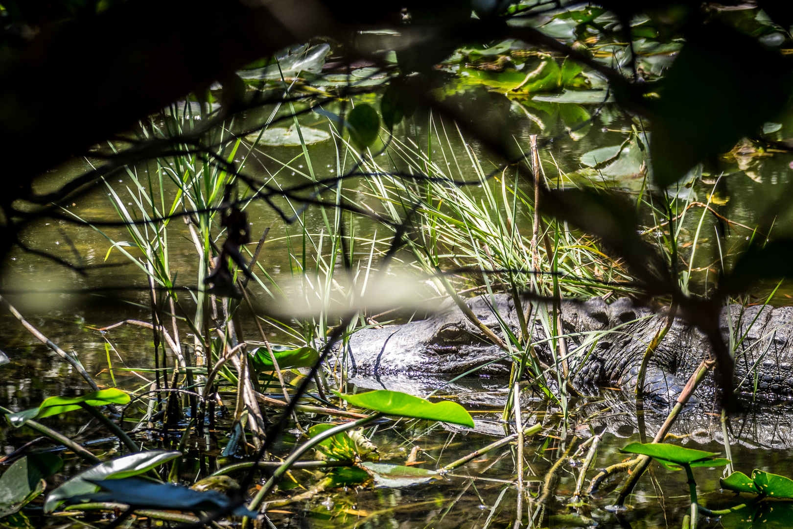 Florida - Gatorland