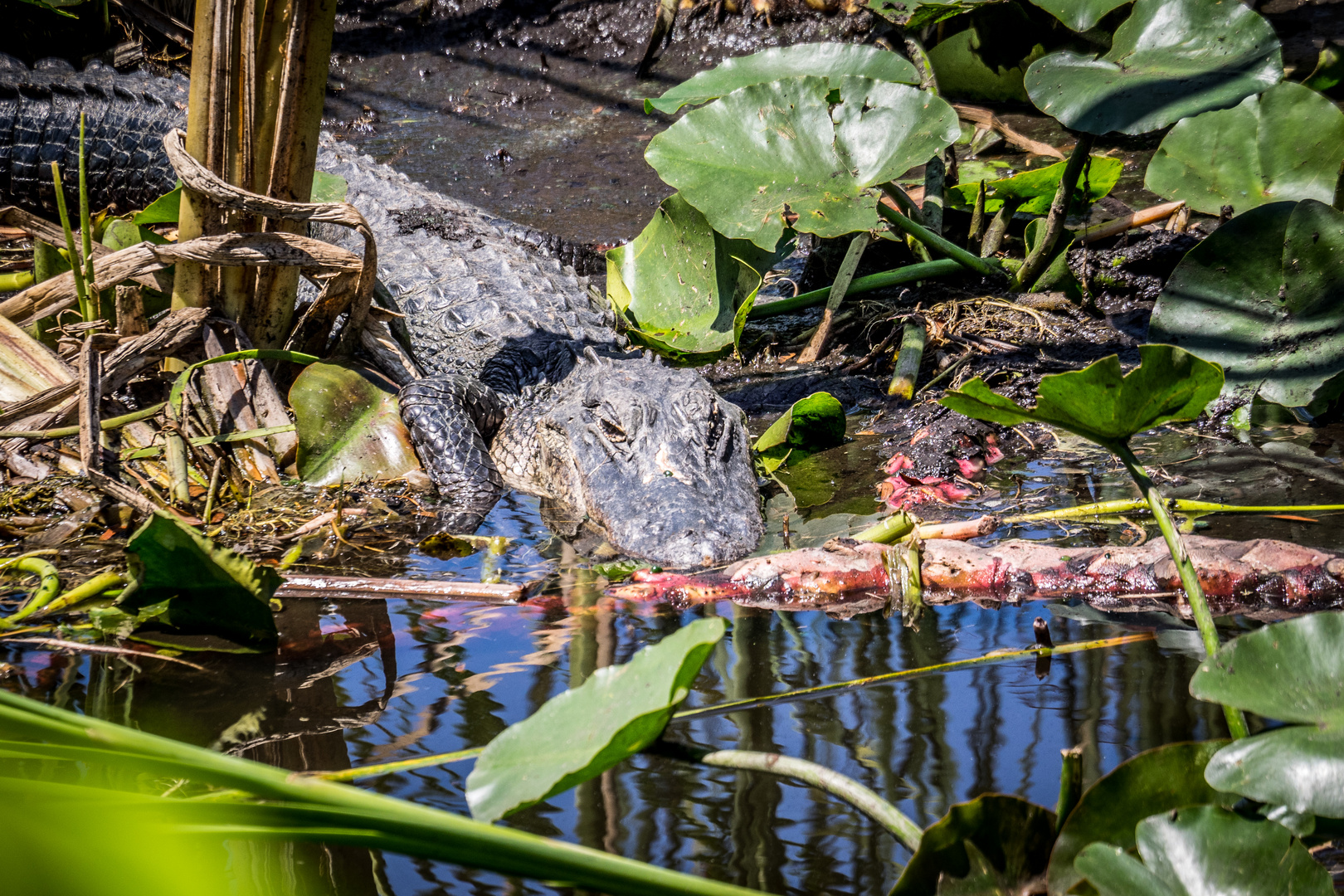 Florida - Gatorland