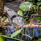 Florida - Gatorland