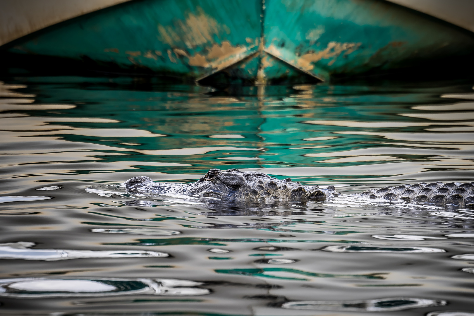 Florida - Gatorland