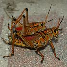 florida grasshoppers