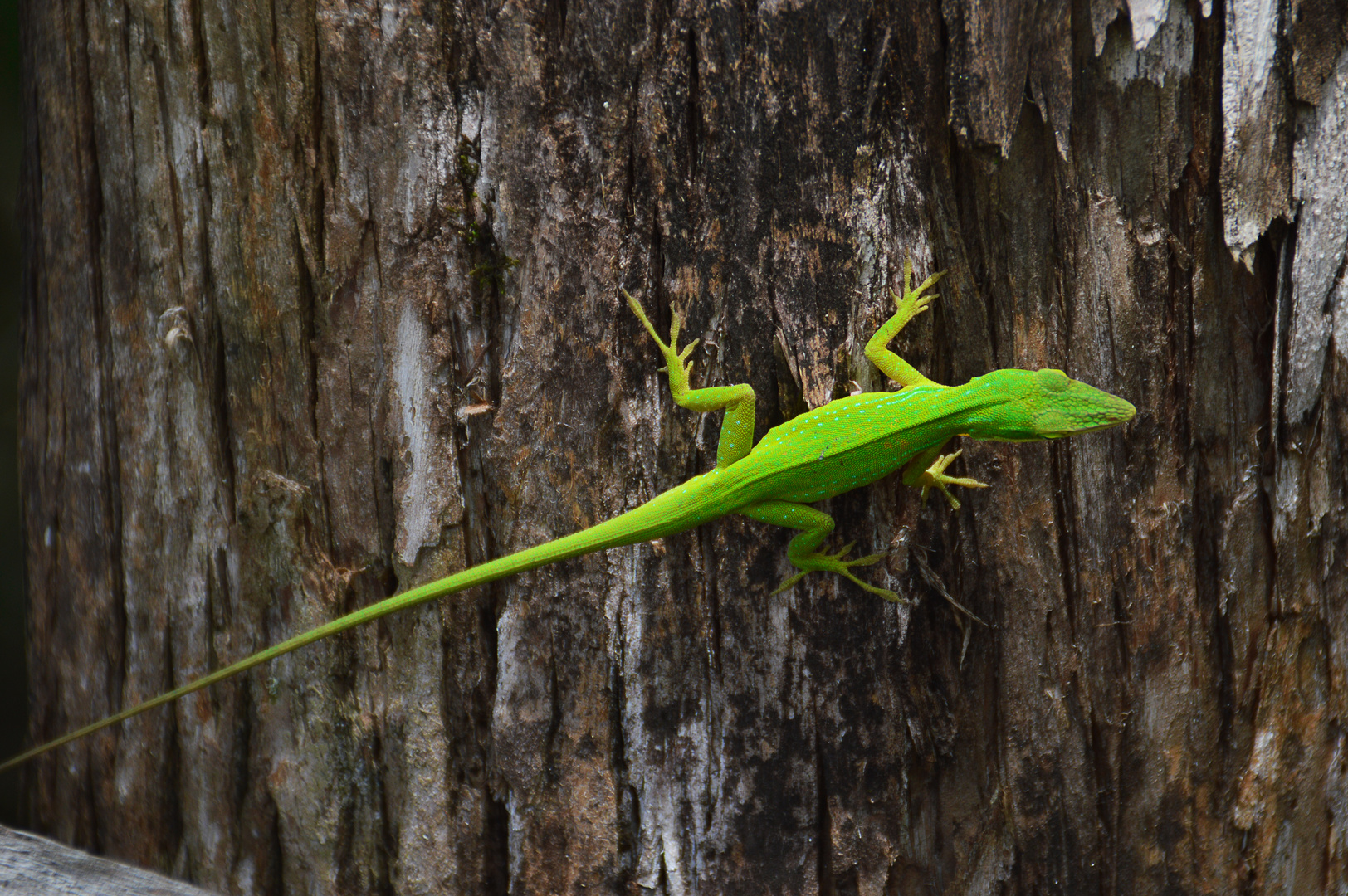 Florida Green