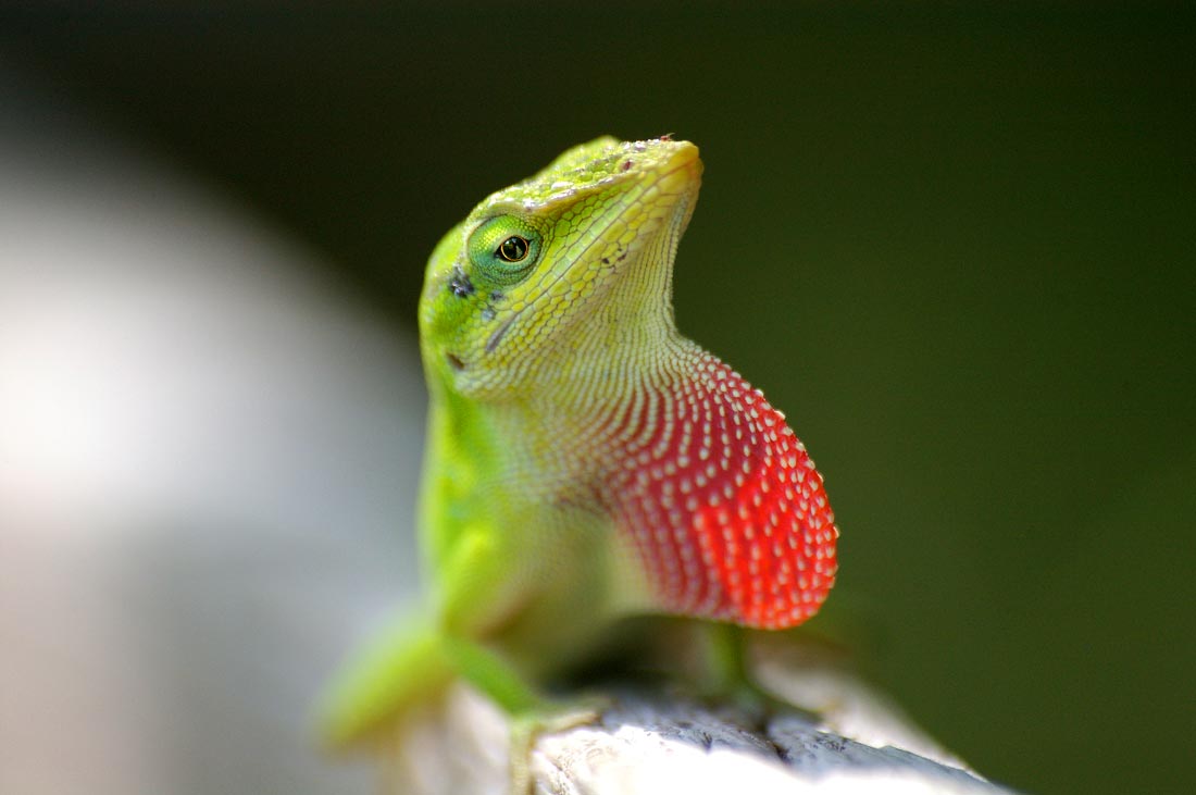 Florida Lizard