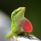 Florida Lizard