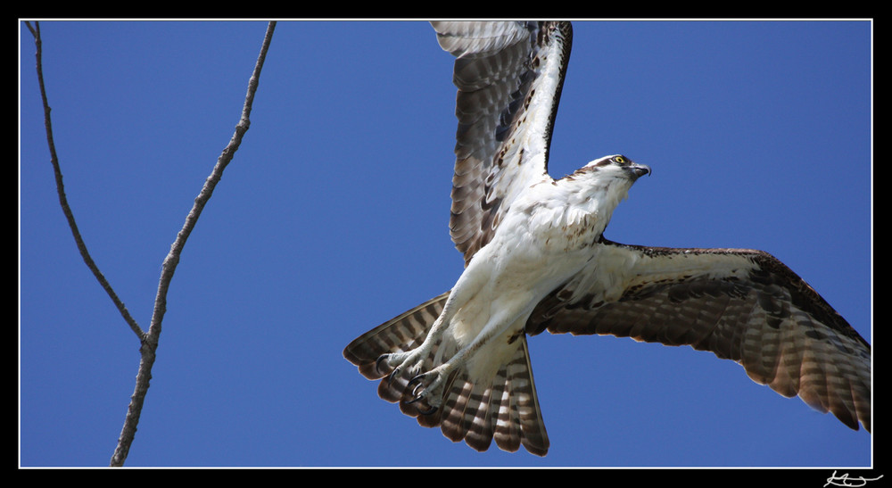 Florida - Osprey - Fischadler